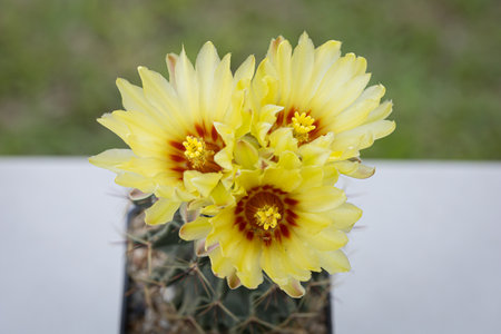Hamatocactus setispinus beautiful yellow flowers bloomingの写真素材