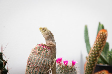 golden brown skinned chameleon perched on a cactus garden with white wall backgroundの写真素材