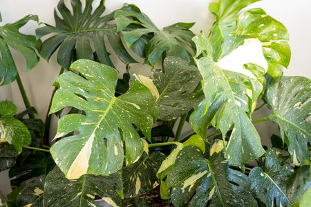 Patterns on leaf of Monstera Thai Constellation nice to collectの写真素材