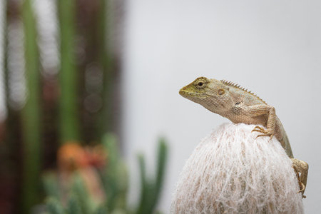 golden brown skinned chameleon perched on a cactus blured garden with white wall backgroundの写真素材