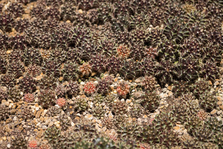 Plant cactus seeds Gymnocalycium  in the green houseの写真素材