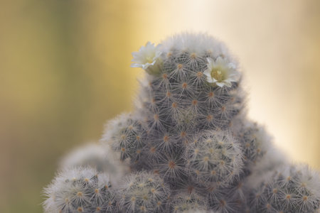 Mammillaria schiedeana with littel White flower in green blur bokeh nature background, easy for beginner plan to collec small cactus can put near to the windows on the work table and see it growingの写真素材
