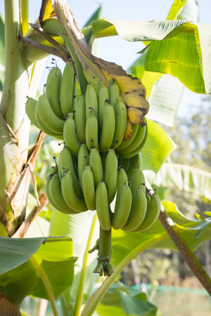 Fresh Musa acuminata Cavendish Subgroup from the treeの写真素材