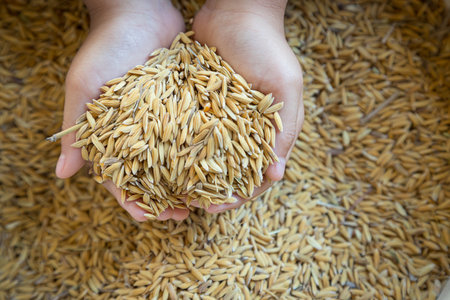 In hand was a grain of rice which is reflecting the condition of falling rice pricesの写真素材