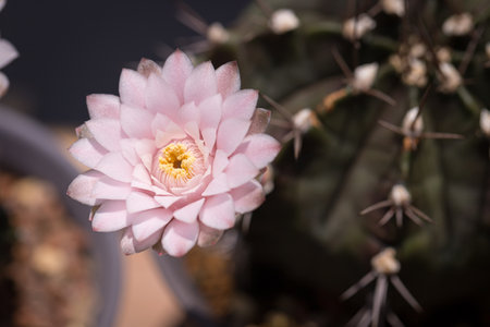 pink blooming cactus Gymnocalycium in the greenhouseの写真素材