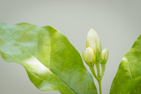 Jasmine flowers in the garden emit a scent with nature backgroundの写真素材