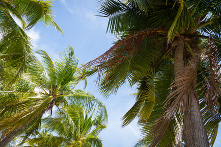 coconut tree on the beach nature backgroundの写真素材