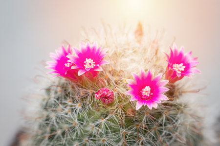 Mammillaria Bocasana with pink flower in small pot on white wall backgroundの写真素材