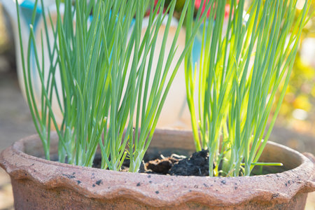 Fresh green onions in pots and morning sunlight natural backgroundの写真素材