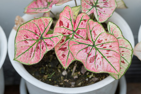 Pattern of bon leaves Caladium Strawberry Star is beautiful and unique. It is popular with collectors of spotted plantsの写真素材