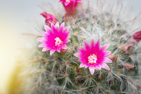 Mammillaria Bocasana with pink flower in small pot on white wall backgroundの写真素材