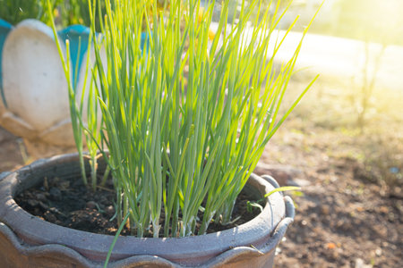 Fresh green onions in pots and morning sunlight natural backgroundの写真素材