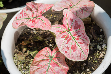 Pattern of bon leaves Caladium Strawberry Star is beautiful and unique. It is popular with collectors of spotted plantsの写真素材