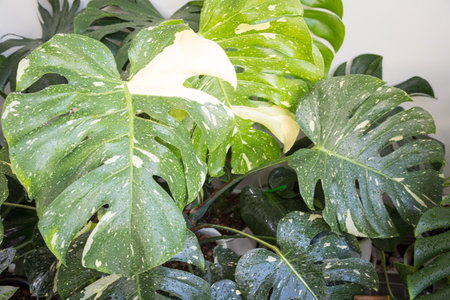 Patterns on leaf of Monstera Thai Constellation nice to collectの写真素材