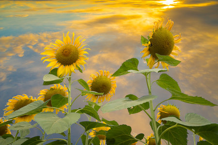 Sunflowers field landscape close-up on a background of nature blue skyの写真素材