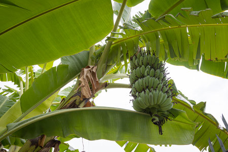 Banana tree with a bunch of bananas in the gardenの写真素材