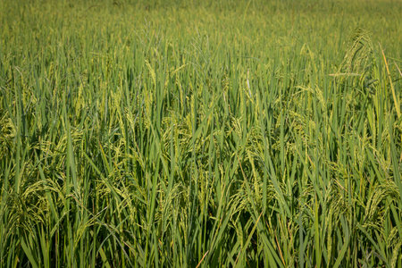 green rice fields are blooming natural backgroundの写真素材