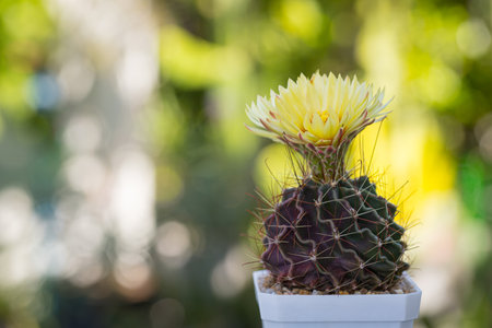 Hamatocactus setispinus beautiful yellow flowers blooming with blur bokeh nature backgroundの写真素材