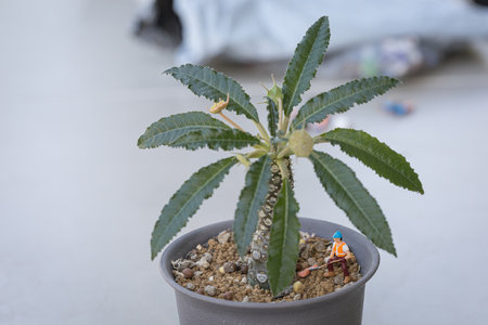 Dorstenia Plant Coconut Tree Care by Miniature Gardenersの写真素材