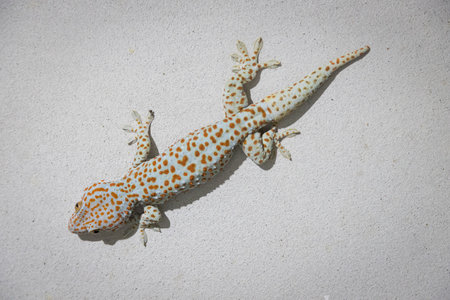 Large gecko is perched on a cement wall textureの写真素材