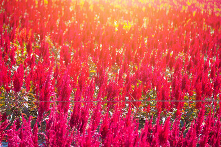 Red Celosia flowers in the field receiving natural sunlight in the morningの写真素材