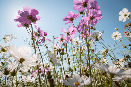 Beautiful wild flowers camomiles flowers in the field receiving natural Summer bright landscape with blue sky backgroundの写真素材