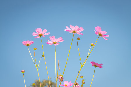 Beautiful wild flowers camomiles flowers in the field receiving natural Summer bright landscape with blue sky backgroundの写真素材