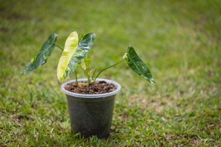 Philodendron burle marx variegeted in pot put in house for decorate with Popular with spotted tree collectors.の写真素材