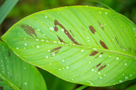 blood spotted banana leaf with water droplets texture nature backgroundの写真素材