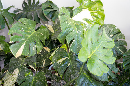Patterns on leaf of Monstera Thai Constellation nice to collectの写真素材