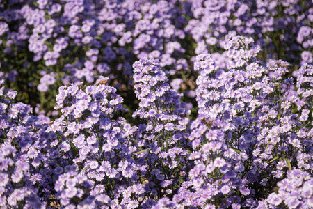 Purple margaret flowers (Michaelmas Daisy) are blooming beautifully in a flower field among natureの写真素材