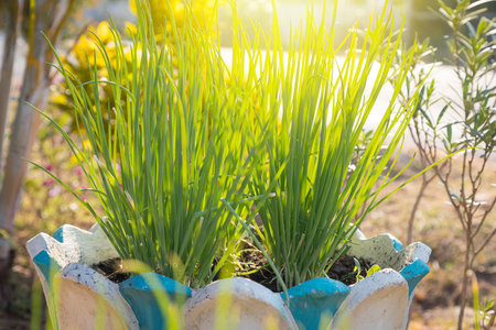 Fresh green onions in pots and morning sunlight natural backgroundの写真素材