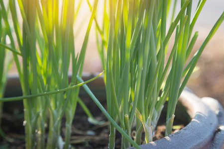 Fresh green onions in pots and morning sunlight natural backgroundの写真素材