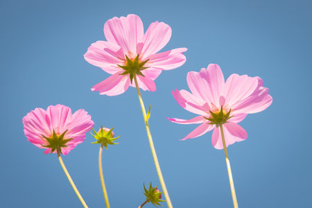 Beautiful wild flowers camomiles flowers in the field receiving natural Summer bright landscape with blue sky backgroundの写真素材