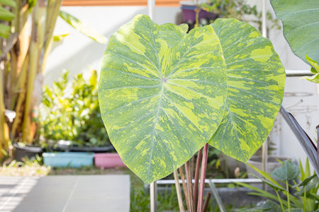 colocasia lemon lime gecko plant in the gardenの写真素材