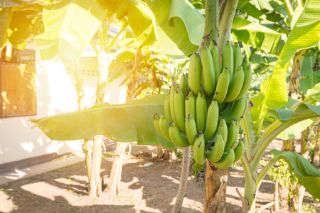 Fresh Musa acuminata Cavendish Subgroup from the treeの写真素材