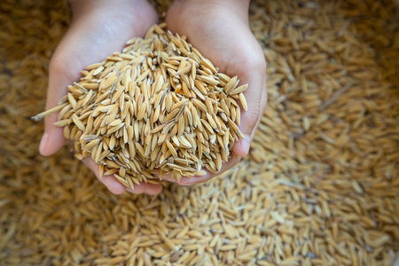 In hand was a grain of rice which is reflecting the condition of falling rice pricesの写真素材