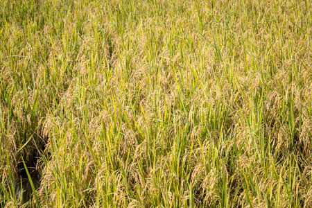 Rice fields that are about to be harvested with beautiful nature backgroundの写真素材