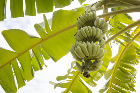 Banana tree with a bunch of bananas in the gardenの写真素材