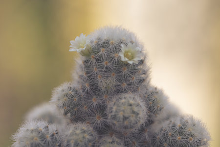 Mammillaria schiedeana with littel White flower in green blur bokeh nature background, easy for beginner plan to collec small cactus can put near to the windows on the work table and see it growingの写真素材