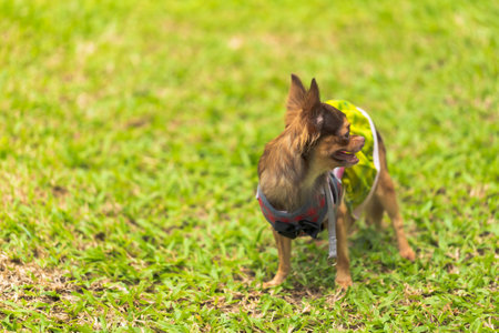 Long haired chihuahua dog playing with a blurred green lawnの写真素材