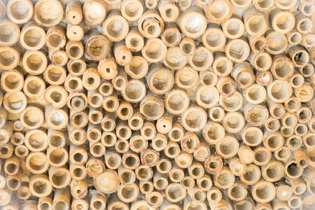 Beautiful nature cutting bamboo sticks texture use for vintage pattern backgroundの写真素材