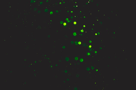 green bokeh natural on black backgroundの写真素材