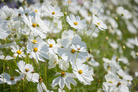 Beautiful wild flowers camomiles flowers in the field receiving natural Summer bright landscapeの写真素材