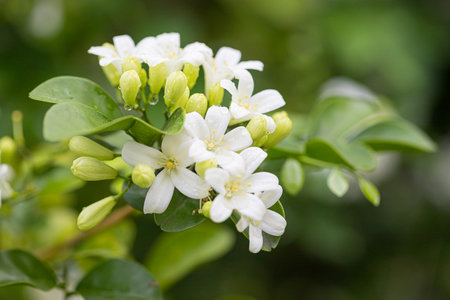 Close up Beautiful white orange jasmine (Murraya paniculata) flowers blooming and fragrant in gardenの写真素材