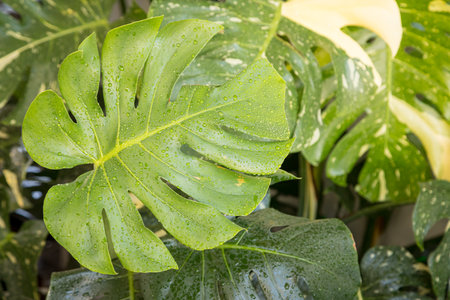 Monstera plant leaf pattern in the garden backgroundの写真素材