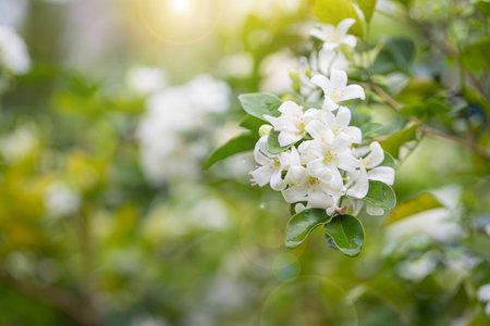 Close up Beautiful white orange jasmine (Murraya paniculata) flowers blooming and fragrant in gardenの写真素材