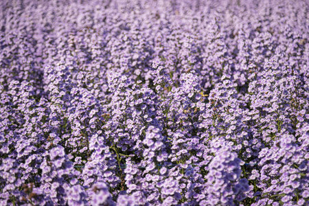 Purple margaret flowers (Michaelmas Daisy) are blooming beautifully in a flower field among natureの写真素材