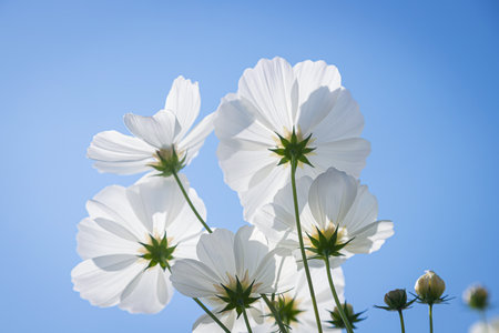 Beautiful wild flowers camomiles flowers in the field receiving natural Summer bright landscape with blue sky backgroundの写真素材