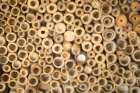 Beautiful nature cutting bamboo sticks texture use for vintage pattern backgroundの写真素材